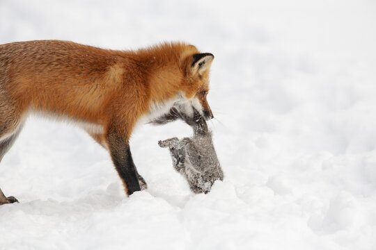 Red fox (vulpes vulpes), Fox hunting eastern gray squirrel (sciurus carolinensis) in winter. Province of Quebec, Canada, North America