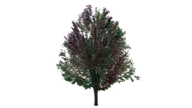 Trees For VFX Movies with Alpha Channel Transperant image