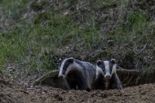 Badger siblings (Meles meles) at the age of about 6 months in front of the burrow, animal children, nocturnal, Germany