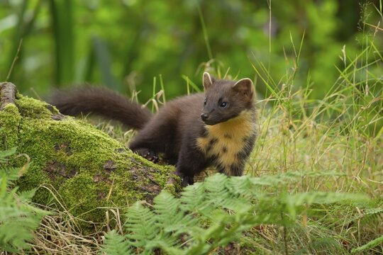 European pine marten (Martes martes) adult animal on a tree stump, Scotland, United Kingdom