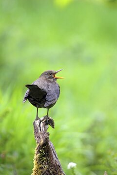Blackbird (Turdus merula ) Female with open beak sitting on a root, Germany
