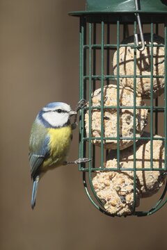 Blue tit (Cyanistes caeruleus) at the winter feeding site, Allg&auml;u, Bavaria, Germany