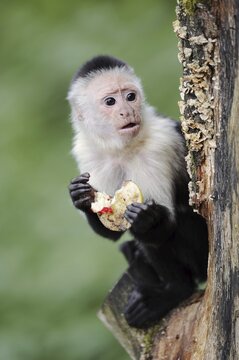 White-shouldered capuchin monkey or white-headed capuchin (Cebus capucinus), feeding, captive, occurring in South America