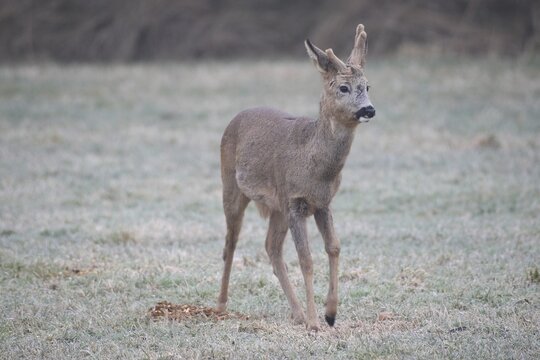 Roe deer (Capreolus capreolus) buck with abnormal velvet antlers and a swollen knee on the left foreleg, at the feeding station on the hoarfrost meadow, Allg&auml;u, Bavaria, Germany, Allg&auml;u, Bavaria, Germany