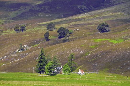 Single houses and trees on a hilly meadow, heath, Highlands, Braemar, Ballater, Scotland, Great Britain