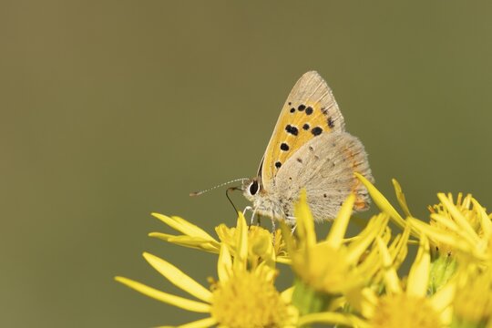 Small copper butterfly (Lycaena phlaeas) adult insect feeding on Ragwort (Jacobaea vulgaris) flowers in summer, RSPB Minsmere nature reserve, Suffolk, England, United Kingdom