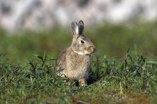 European rabbit (Oryctolagus cuniculus) in a field near Achern, wild, Ortenaukreis, Black Forest, Baden-W&uuml;rttemberg, Germany
