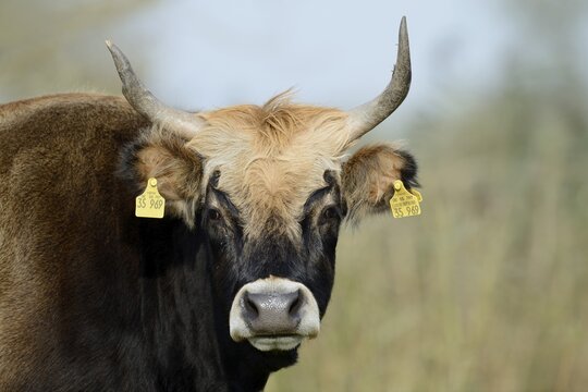 Heck cattle (Bos primigenius f. taurus), North Rhine-Westphalia, Germany
