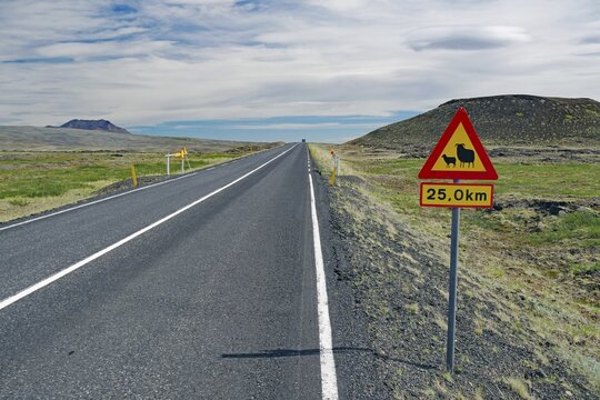 Straight road in barren landscape, road sign Attention sheep, East Iceland, Iceland