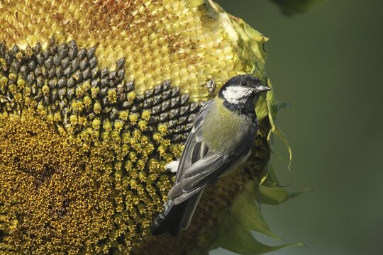 Great tit (Parus major) on the ripe seeds of a sunflower (Helianthus annuus) Allg&auml;u, Bavaria, Germany, Allg&auml;u, Bavaria, Germany