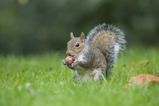 Grey squirrel (Sciurus carolinensis) adult animal feeding on a conker, Suffolk, England, United Kingdom