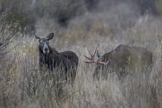 The moose bull (Alces alces) follows the moose cow at a suitable distance, rutting season, moose rut, October, Denmark