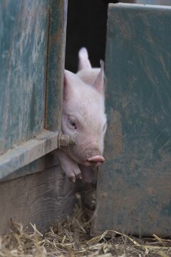 Pig (Sus domesticus) juvenile piglet squeezing out of a pigsty Suffolk, England, United Kingdom