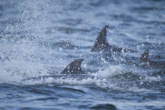 Common bottlenose dolphin (Tursiops truncatus) three adult marine mammals on the surface of the sea, Scotland, United Kingdom
