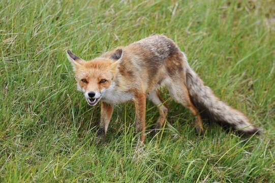 Red fox (Vulpes vulpes), North Holland, Netherlands