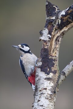 Great spotted woodpecker (Dendrocopos major) adult bird on a tree trunk, England, United Kingdom