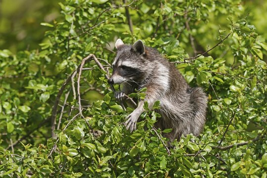 Raccoon (Procyon lotor) climbing a tree, Germany