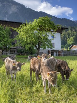 Calves grazing in front of a farm, Schwaz, Tyrol, Austria
