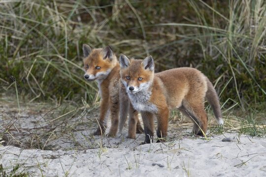 Red fox cubs (Vulpes vulpes) in front of the den, rearing cubs, animal cubs, cute, playful, courtship, May, Denmark