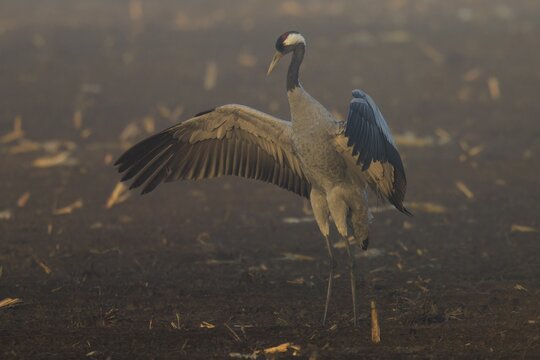 A crane stands with wings spread out in the morning fog in a field, crane (Grus grus) wildlife, Western Pomerania Lagoon Area National Park, Zingst, Mecklenburg-Western Pomerania, Germany