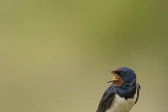 Barn swallow (Hirundo rustica) adult bird calling in summer, England, United Kingdom