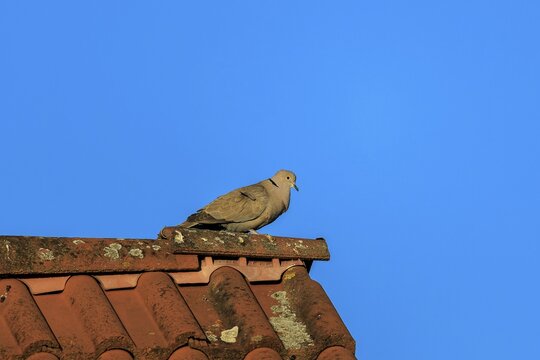 Pigeon sitting on an old tiled roof, Eurasian collared dove (Streptopelia decaocto), wildlife, Germany
