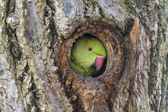 Rose-ringed parakeet (Psittacula krameri) looking out of its breeding den, wildlife, Germany