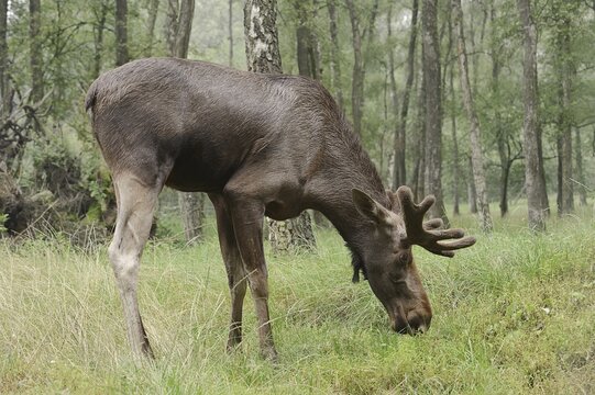 Eurasian elk (Alces alces alces), bull elk, captive, Germany