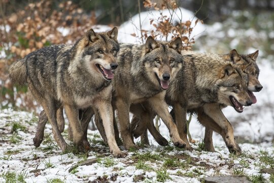 Gray wolf (Canis lupus), pack, winter, Neuhaus, Lower Saxony, Germany