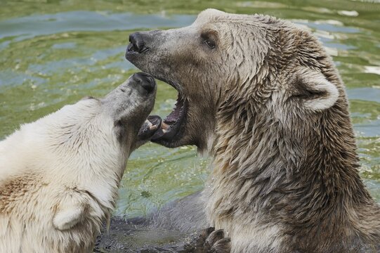 European brown bears (Ursus arctos arctos) playing in the water, captive, Germany