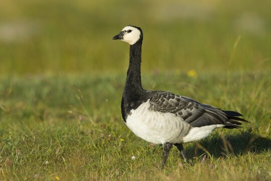 Barnacle Goose (Branta leucopsis) in meadow, Ramsvik, Sweden