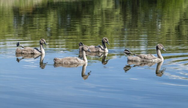 Mute swan (Cygnus olor), young birds swimming on a pond with one leg and foot in resting position, Thuringia