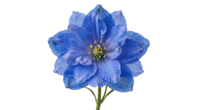 Vibrant blue delphinium flower head, blooming larkspur blossom with delicate petals, elegant floral macro for wedding stationery and garden design isolated PNG with Transparent Background