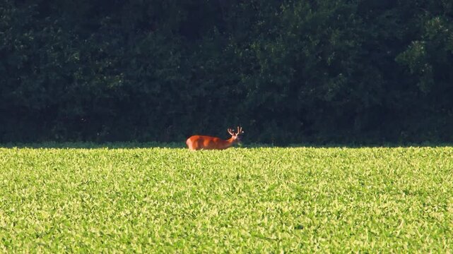 Whitetail buck with velvet antlers feeding in soybean field