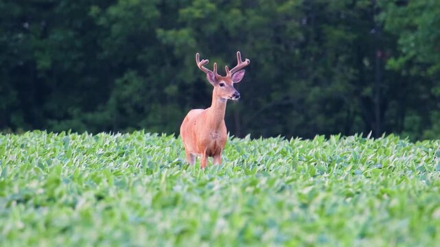 Whitetail buck with velvet antlers looking in soybean field
