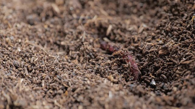 Close-up of a red earthworm crawling through moist organic compost and decomposing plant material, illustrating soil health, vermiculture, recycling and natural decomposition.