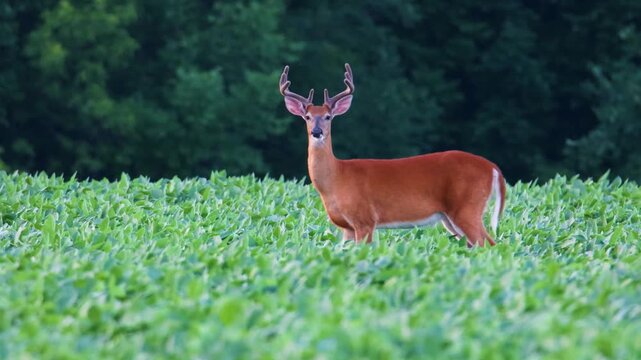 Whitetail buck with velvet antlers eating soybean leaves