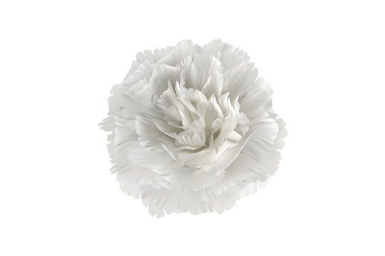 Single Large White Carnation Flower Isolated on White Background