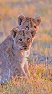 lion cub in the grass