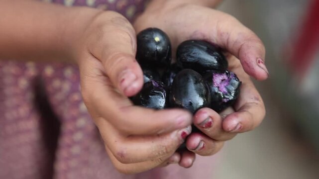 Close-up of a child's hands holding freshly picked jamun (Java plum) berries outdoors. The ripe fruit highlights a natural, healthy snack and a simple childhood moment.