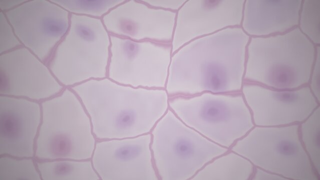 Microscopic view of cells with nuclei