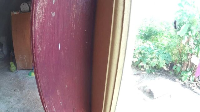  termites landed on the window