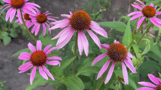 Purple coneflowers blooming in garden close up
