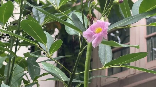 Pink trumpet tree flower