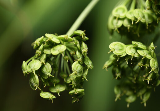 A close-up of the seeds of common angelica (Angelica archangelica), growing delicately on the plant in the soft green light.