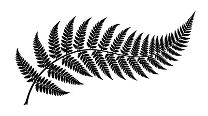 Black fern leaf isolated on white © Jerin