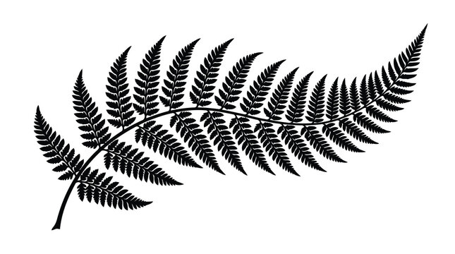 Black fern leaf isolated on white