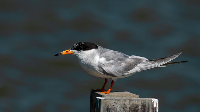 Common tern perched on wooden post near water habitat