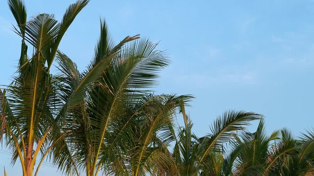 Young Coconut Palm Trees Swaying at Sunset