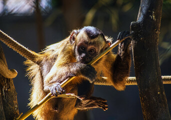 Obraz premium Young capuchin monkey grips branch, eyes wide with curiosity